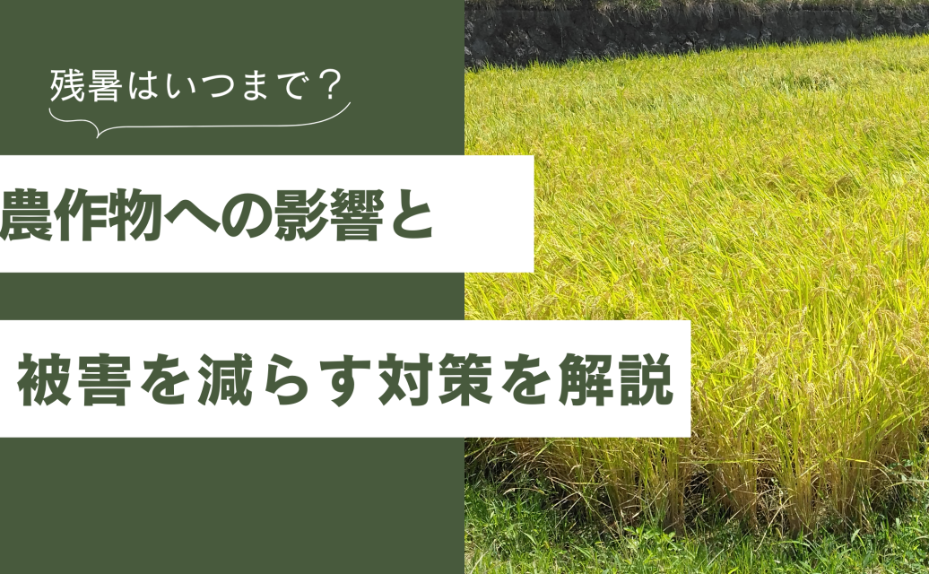 残暑はいつまで？農作物への影響と被害を減らすための対策を徹底解説